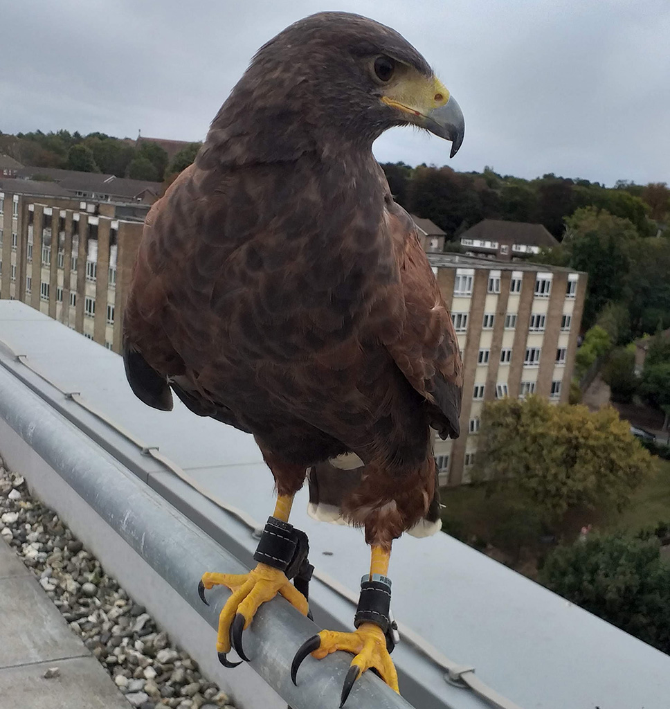 Hawk in CC