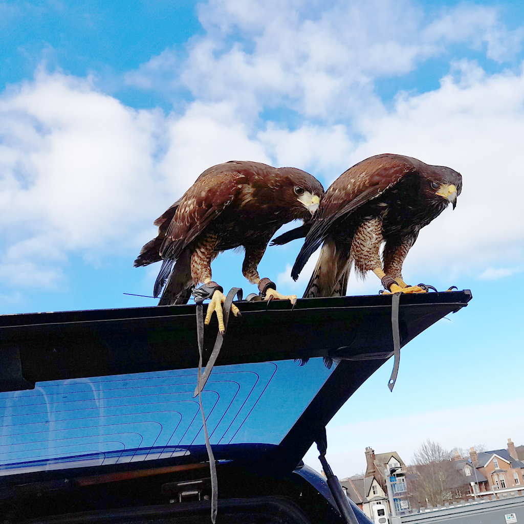 Hawks